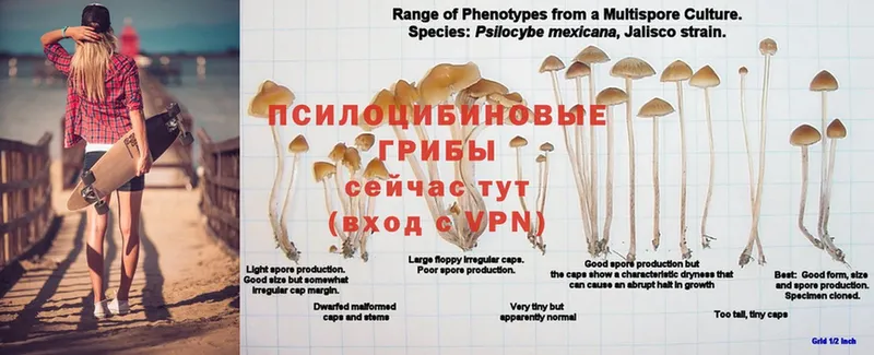 кракен   Алагир  Галлюциногенные грибы Cubensis 